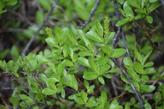 Salix myrtillifolia