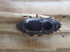 Glischrochilus siepmanni