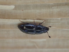 Glischrochilus siepmanni