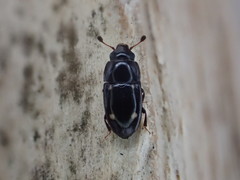 Glischrochilus siepmanni