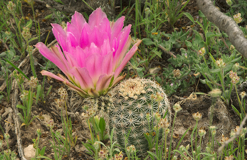 Spiny Hedgehog Cactus