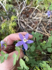 Aquilegia saximontana