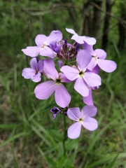 Hesperis matronalis