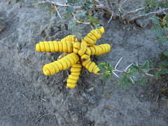 Prosopis strombulifera