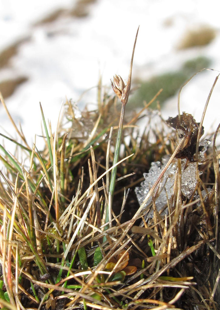 Carex enysii