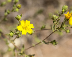 Deinandra paniculata