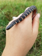 Clonophis kirtlandii