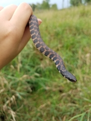 Clonophis kirtlandii