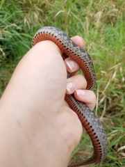 Clonophis kirtlandii