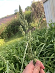 Poa arachnifera