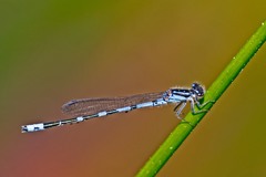 Enallagma recurvatum