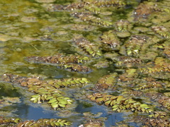 Salvinia molesta