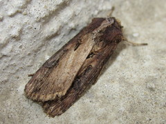 Agrotis robusta
