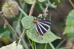 Panthiades bathildis