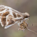 Turk's-cap White-Skipper - Photo (c) djhiker, some rights reserved (CC BY-NC), uploaded by djhiker