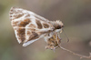Turk's-cap White-Skipper - Photo (c) djhiker, some rights reserved (CC BY-NC), uploaded by djhiker