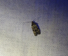 Taygete attributella