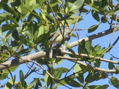 Serpophaga subcristata