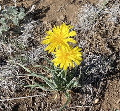 Agoseris parviflora