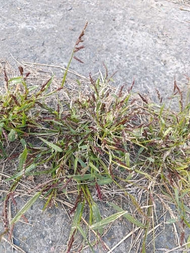 Echinochloa crus-galli observed 2026-10-31