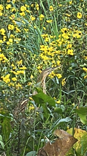 Aves observed 2026-10-31