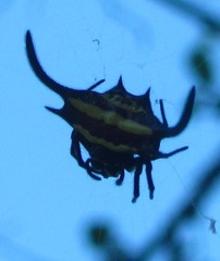 Gasteracantha falcicornis