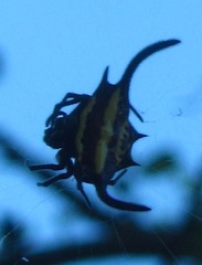 Gasteracantha falcicornis
