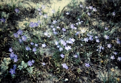 Wahlenbergia capillaris