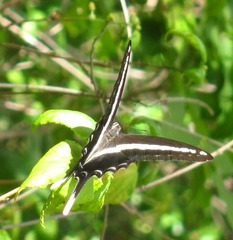 Graphium kirbyi