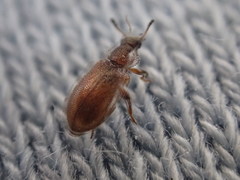 Paratenetus