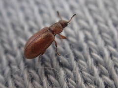 Paratenetus