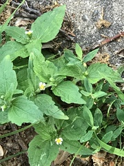 Angiospermae