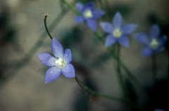 Wahlenbergia capillaris
