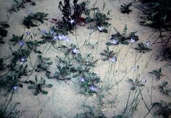 Wahlenbergia capillaris