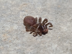 Atypus affinis