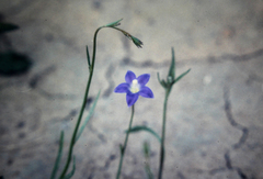 Wahlenbergia capillaris