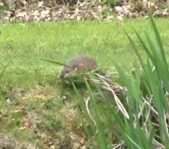 Ondatra zibethicus