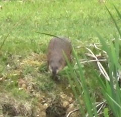 Ondatra zibethicus
