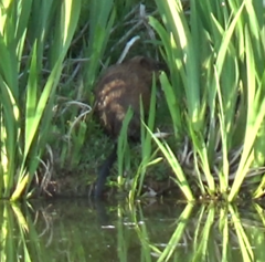 Ondatra zibethicus