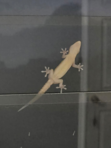 Hemidactylus frenatus observed 2026-10-31