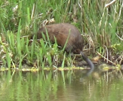 Ondatra zibethicus