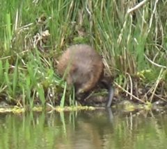 Ondatra zibethicus