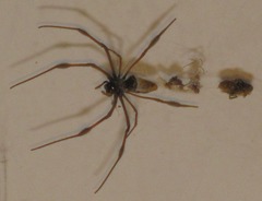 Trichonephila inaurata