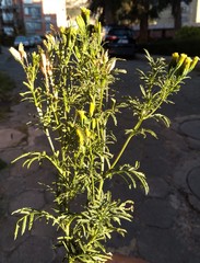Tagetes imbricata