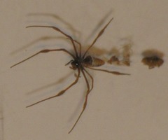 Trichonephila inaurata