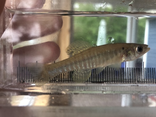 Banded Killifish