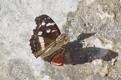 Anthanassa argentea