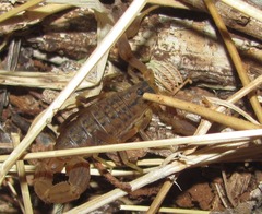 Hottentotta eminii