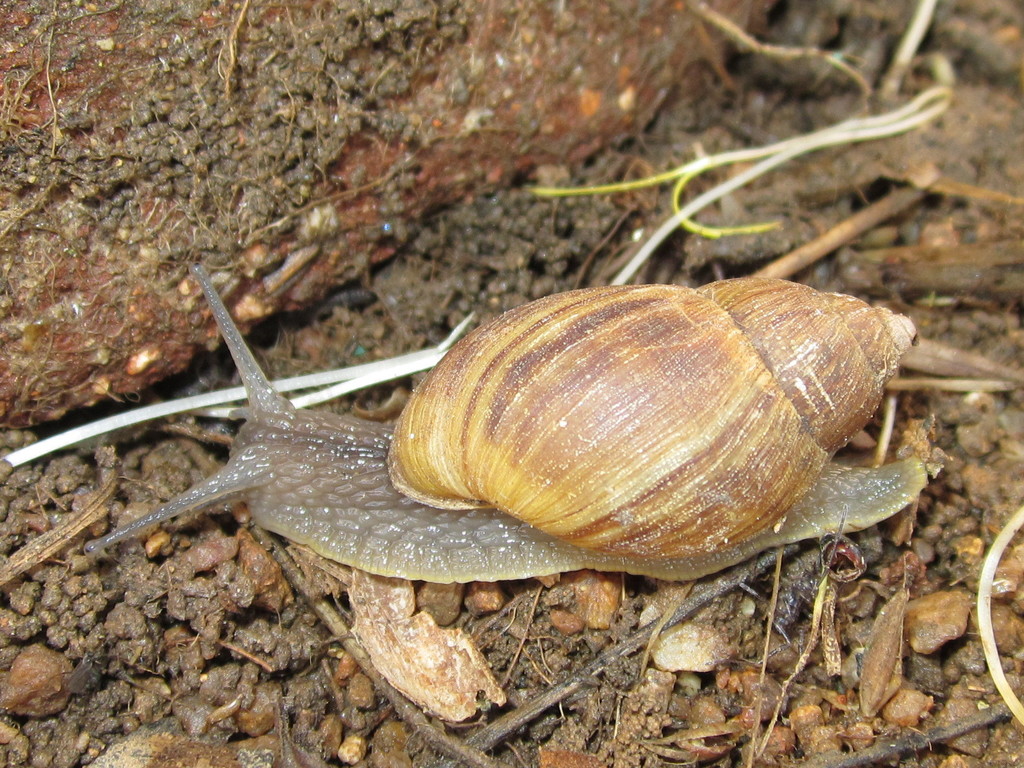 Plectostylus chilensis