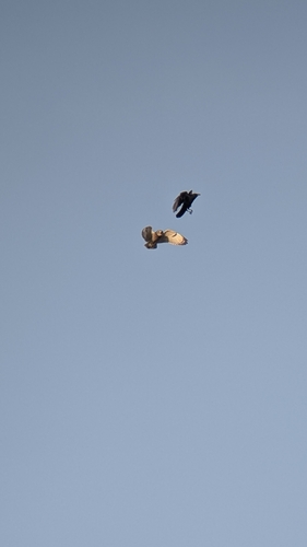 Asio flammeus observed 2026-10-31